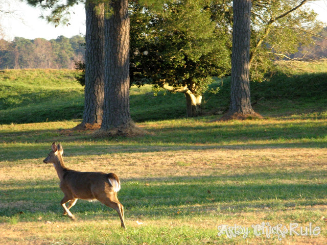 The Battlefields, Yorktown, VA - artsychicksrule.com