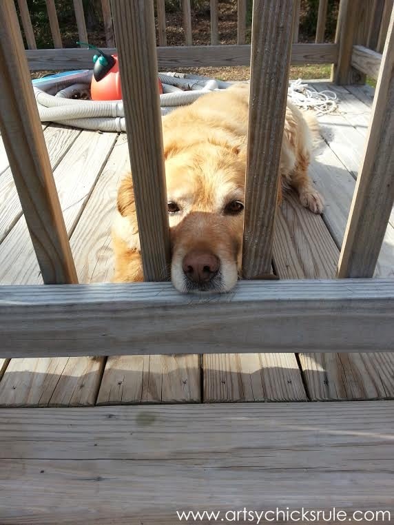 Lexi on the pool deck