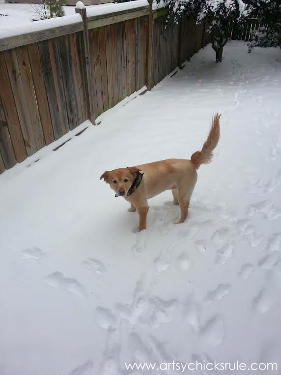 Lexi shaved and in the snow