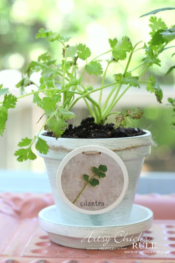 DIY Decorative Clay Pots for Herbs - Cilantro -artsychicksrule.com