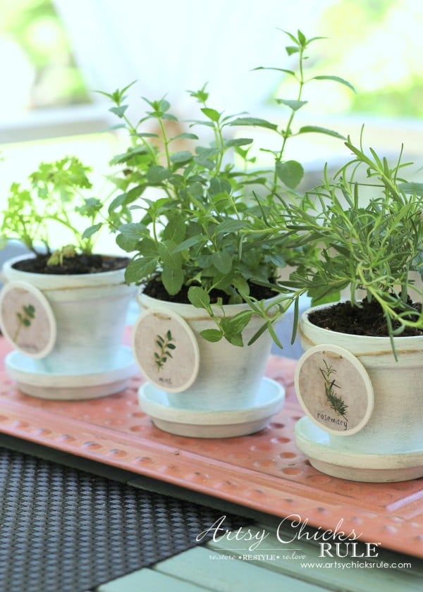 white clay pots with hang tags and green herbs