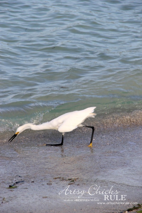 Anna Maria Island Florida Vacation - action shot - artsychicksrule