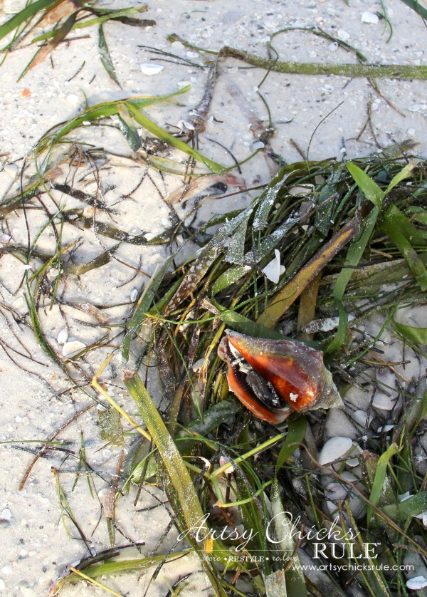 Anna Maria Island Florida Vacation - found a pretty shell but it was still inhabited - artsychicksrule