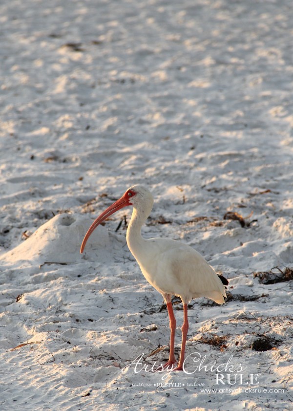 Anna Maria Island Florida Vacation - he wanted to check out the sunset too - artsychicksrule