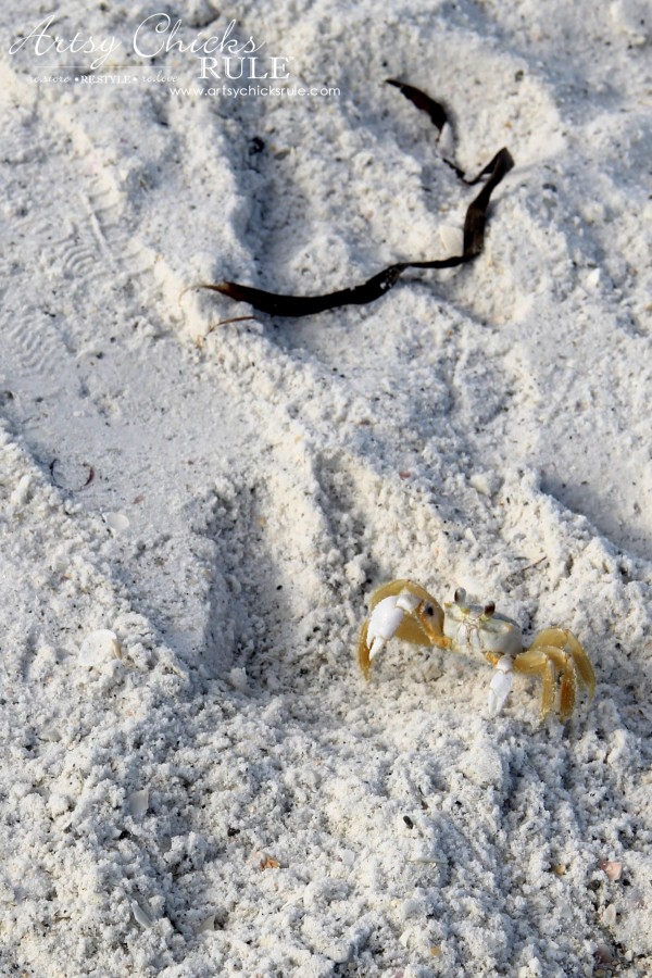 Anna Maria Island Florida Vacation - hi Mr Crab - artsychicksrule