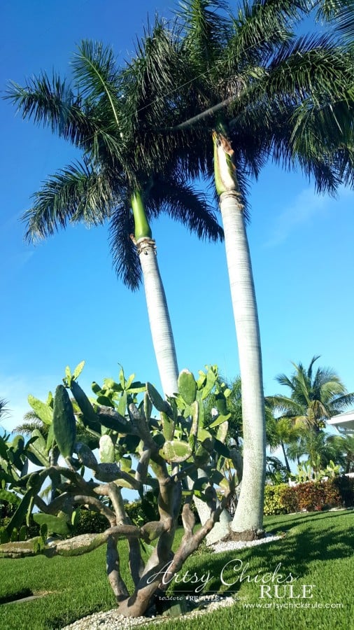 Anna Maria Island Florida Vacation - love the trees and plants - artsychicksrule