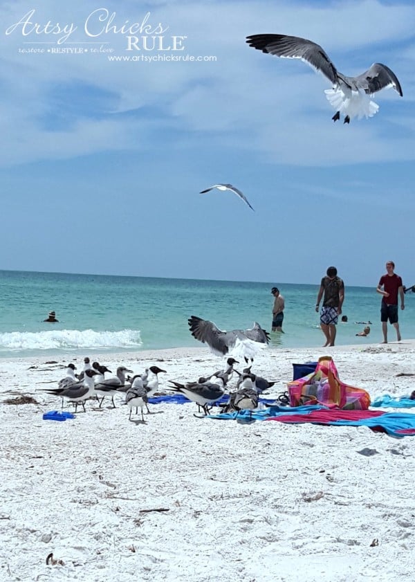 Anna Maria Island Florida Vacation - please don't feed the seagulls y'all - artsychicksrule