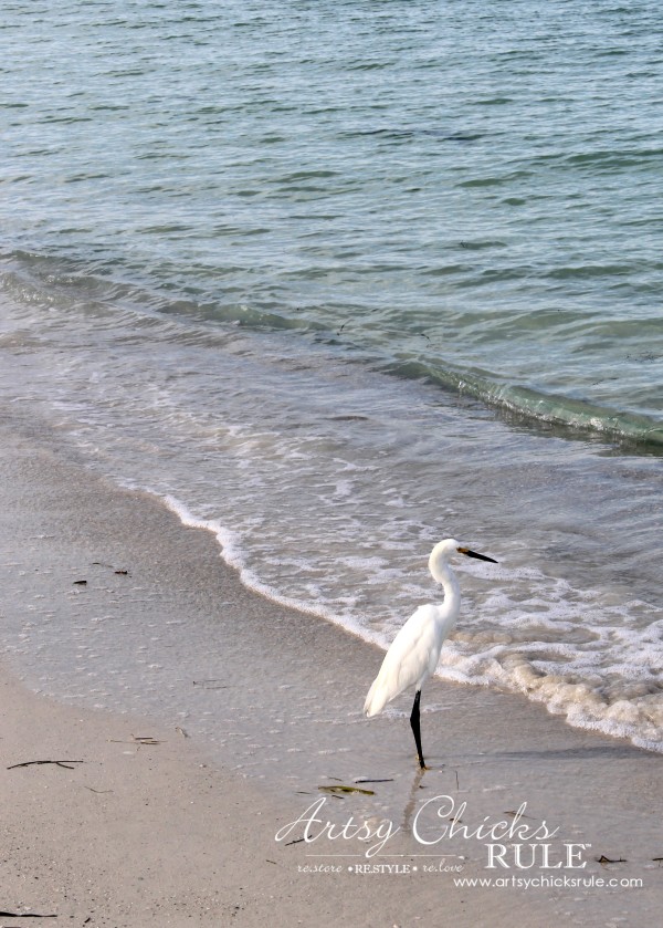 Anna Maria Island Florida Vacation - wildlife - artsychicksrule