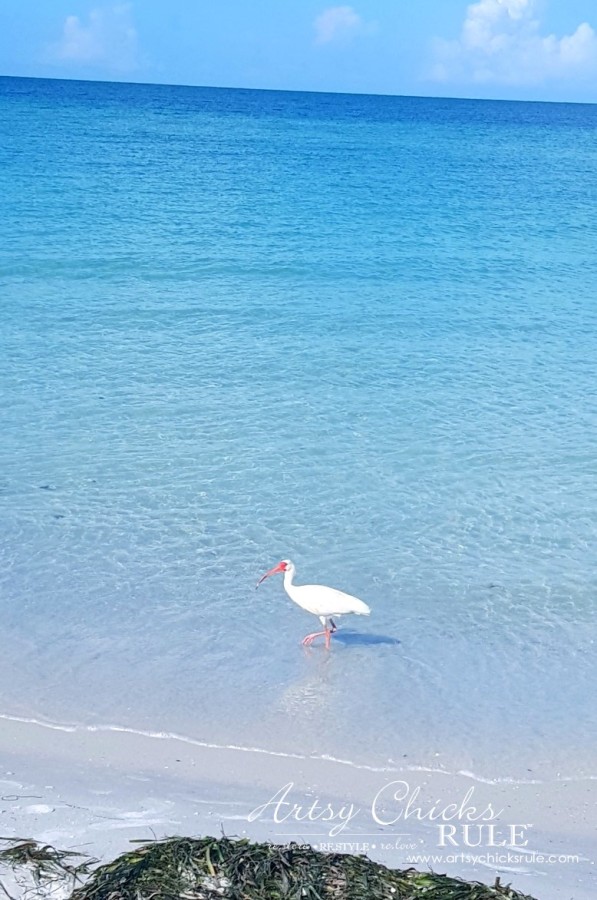 Anna Maria Island Florida Vacation - wildlife galore - artsychicksrule