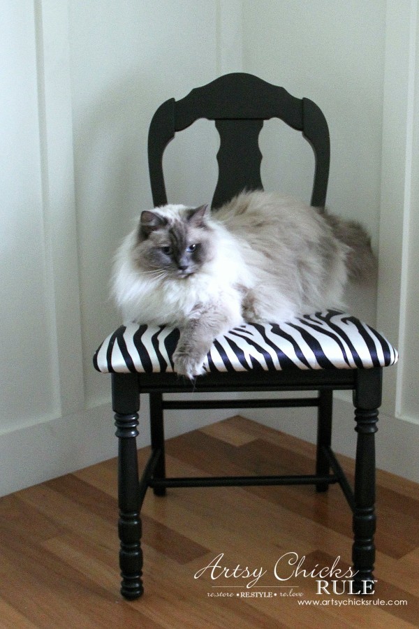 Zebra Chair Makeover (Animal Theme)  - Beau Kitty Ragdoll cat - $5 dollar thrifty makeover - artsychicksrule