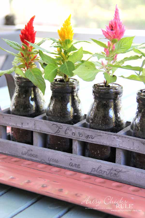 Decorating with Potted Plants - Unique Planter Ideas - PRETTY CELOSIA - artsychicksrule #pottedplants #planterideas