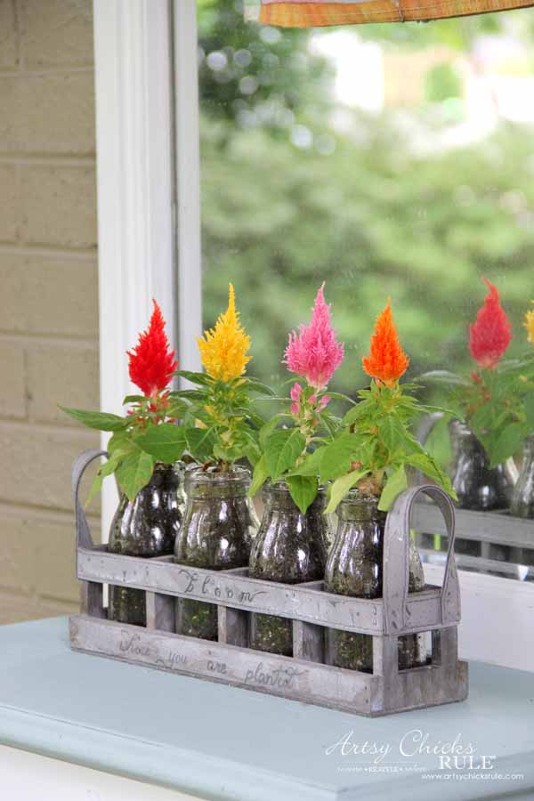 Thrifty Porch Decor - Celosia - artsychicksrule.com #frontporchdecor