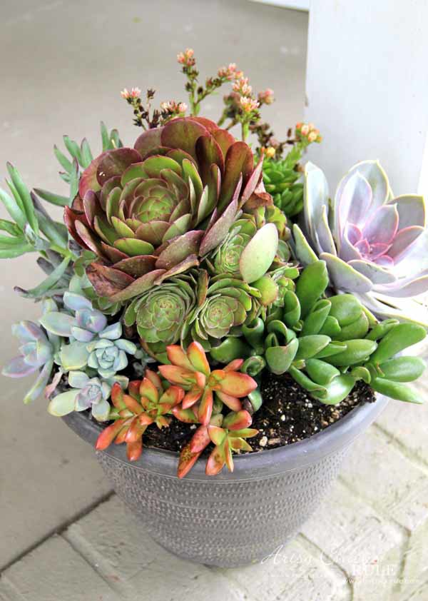 Thrifty Porch Decor - Succulents - artsychicksrule.com #frontporchdecor