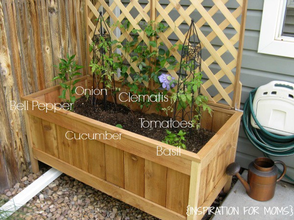 A wooden garden box with plants growing inside it.