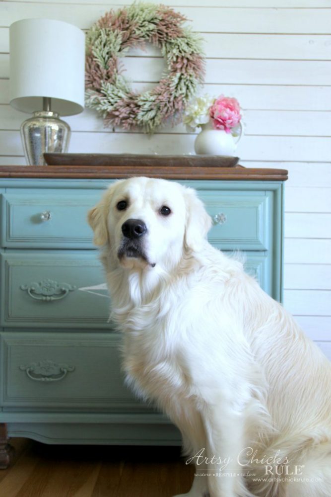 pretty white golden in front of blue chest