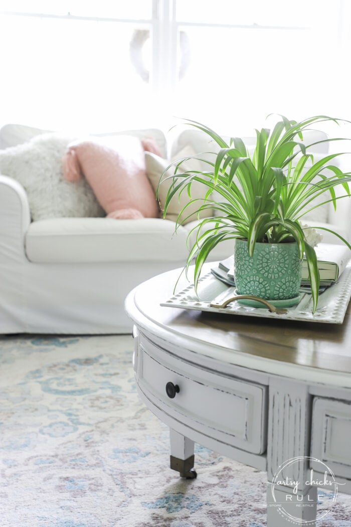 Spider plant, coastal living room decor