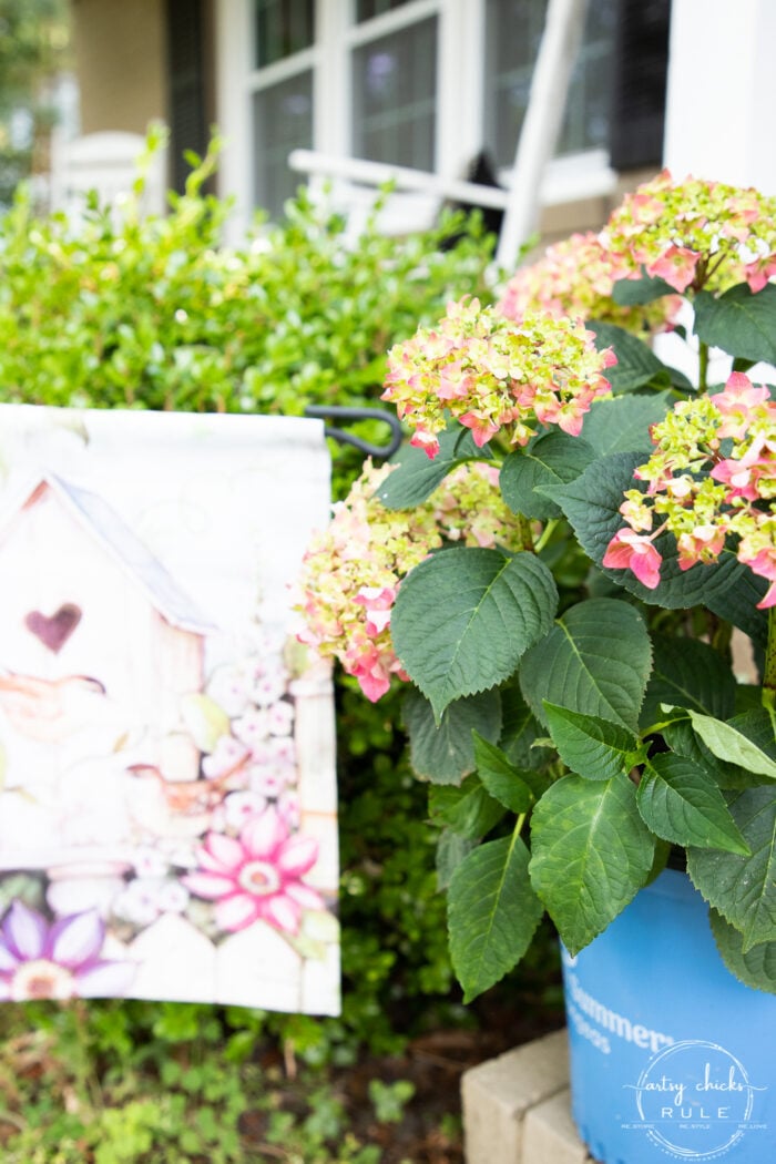 pink hydrangea in blue pot