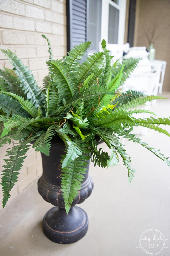 green fern in black urn