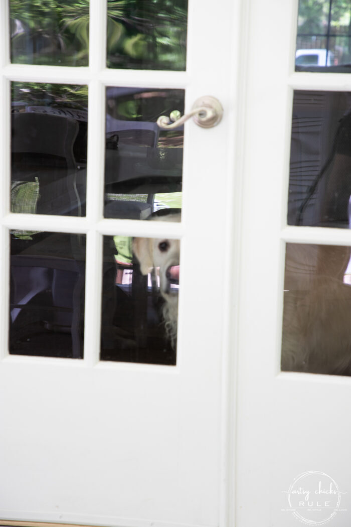 glass french doors with white dog looking out