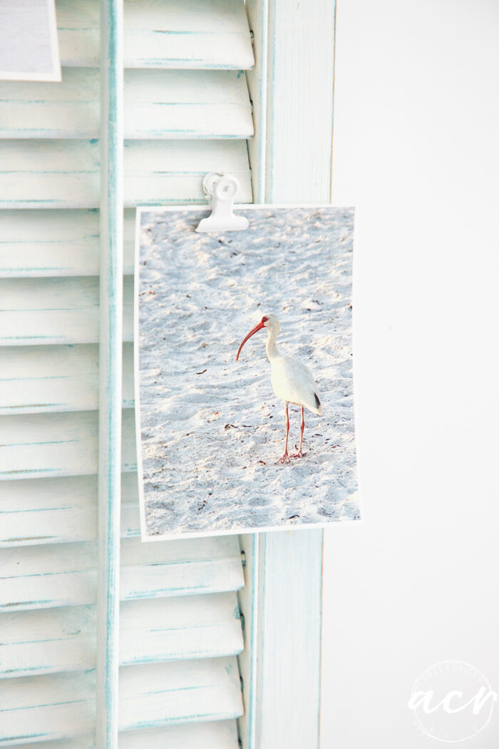 sunset beach with sand and bird