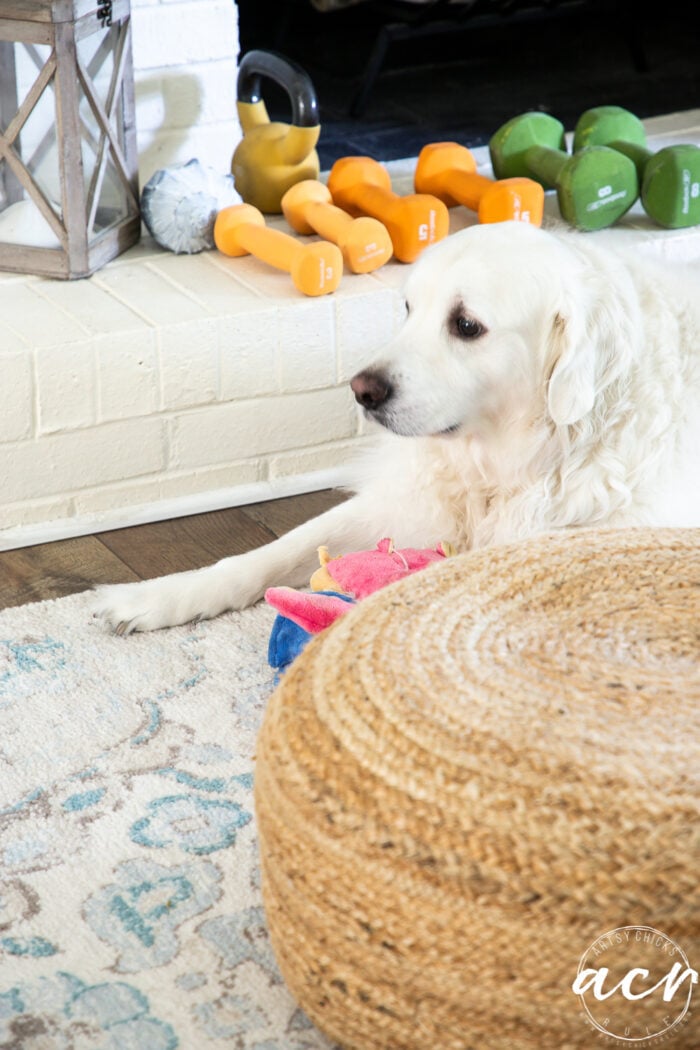 White dog looking away from the camera