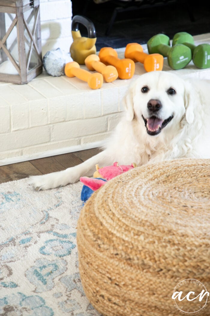 white dog looking at camera