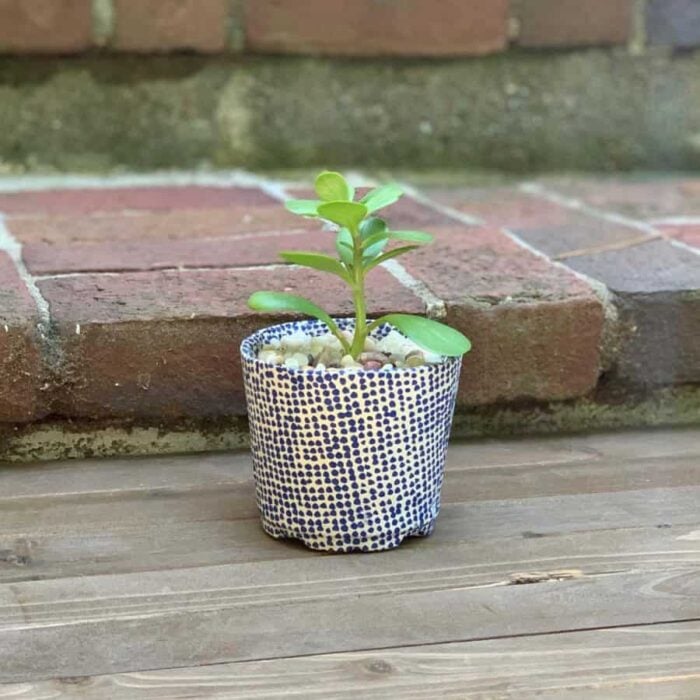 small green plant with polka dot pot
