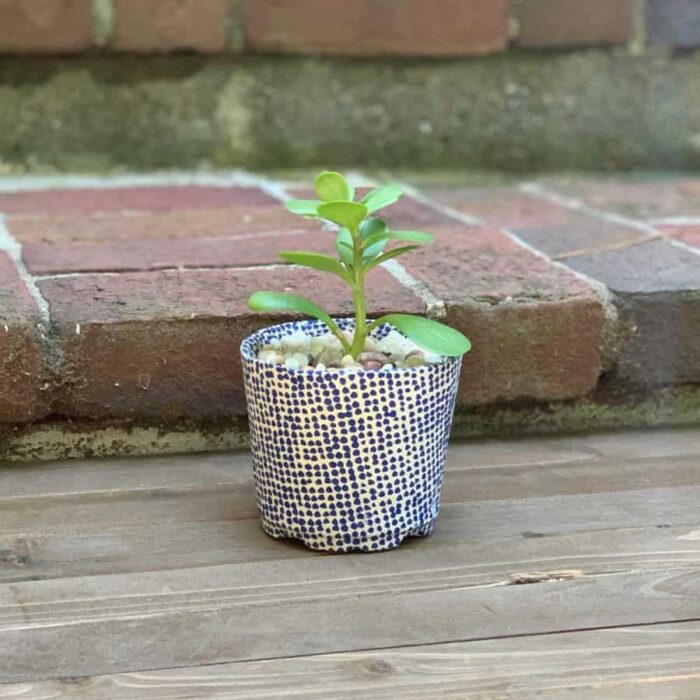 small green plant with polka dot pot