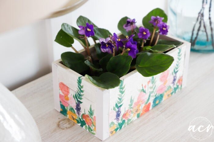 purple african violets inside flower box