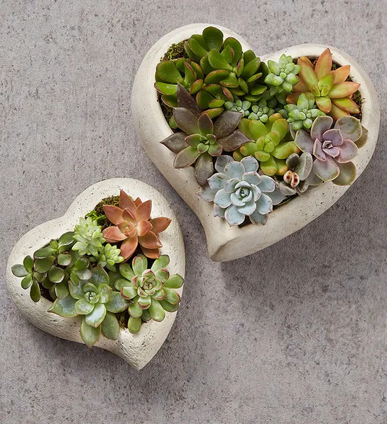 heart shaped succulent dishes with succulents inside