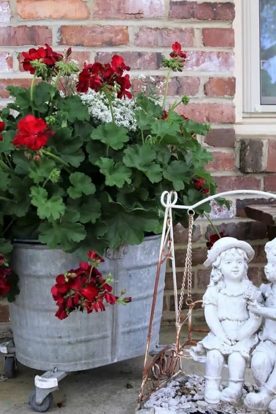 galvanized tin with green and red plant