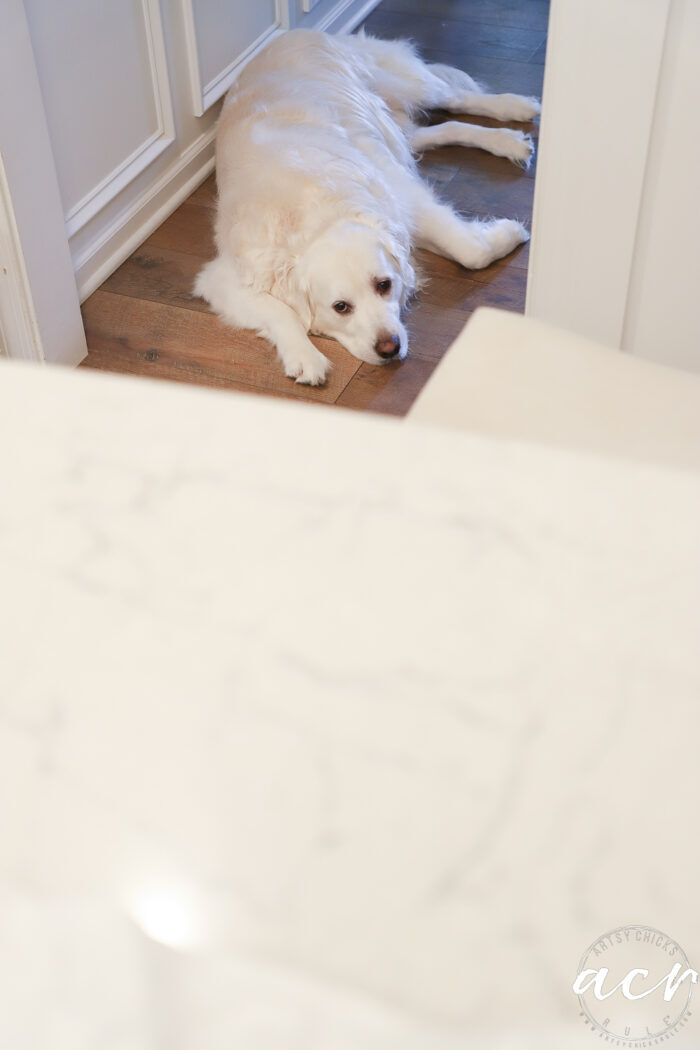 white dog laying down