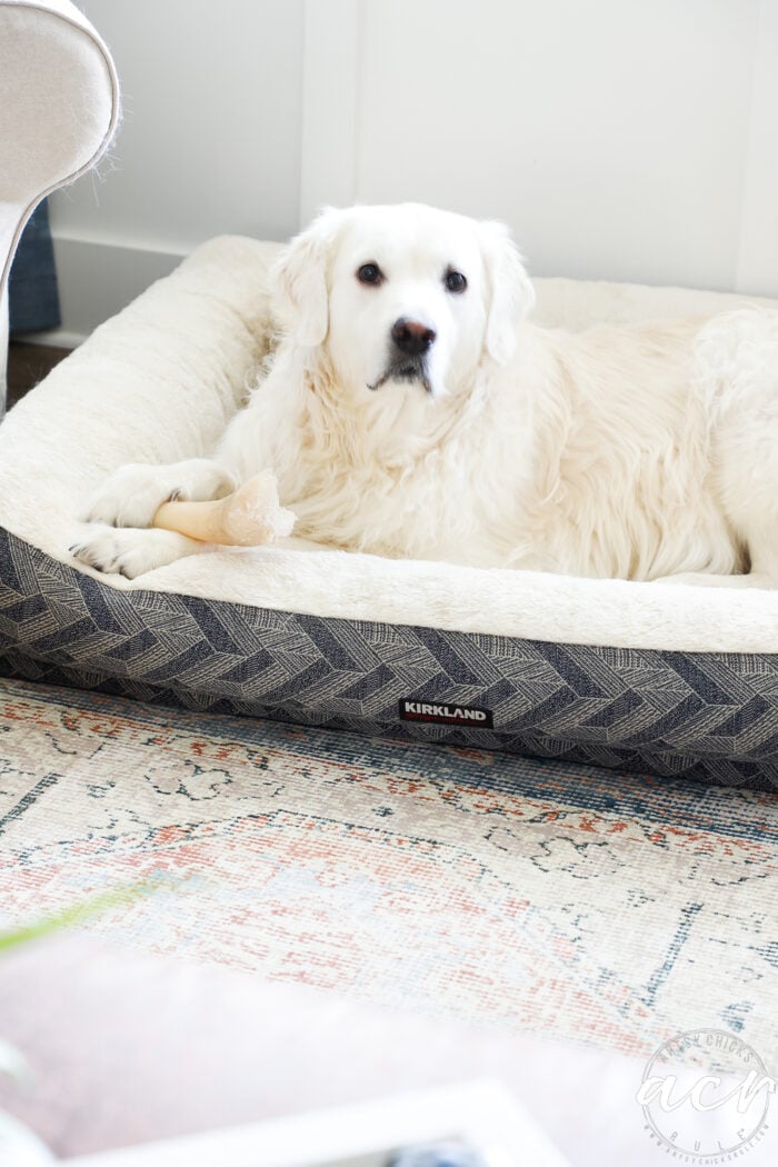 white dog in dogbed
