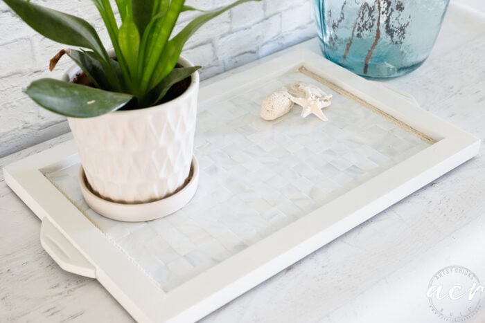 white tiled tray, green plant and seashells