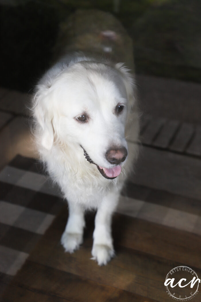 white dog looking out front glass door