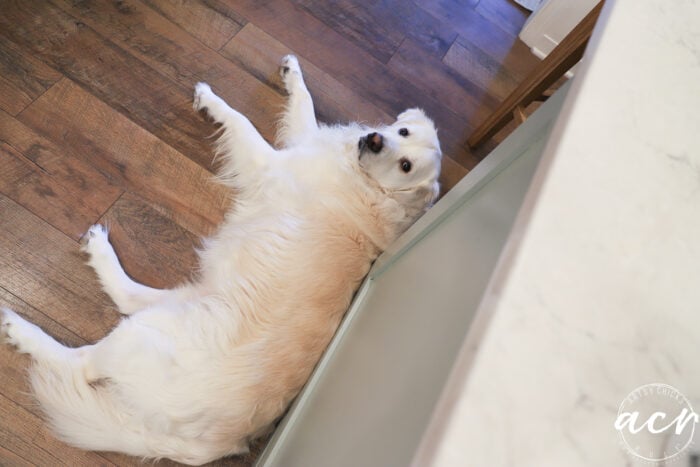 white dog laying on brown floor