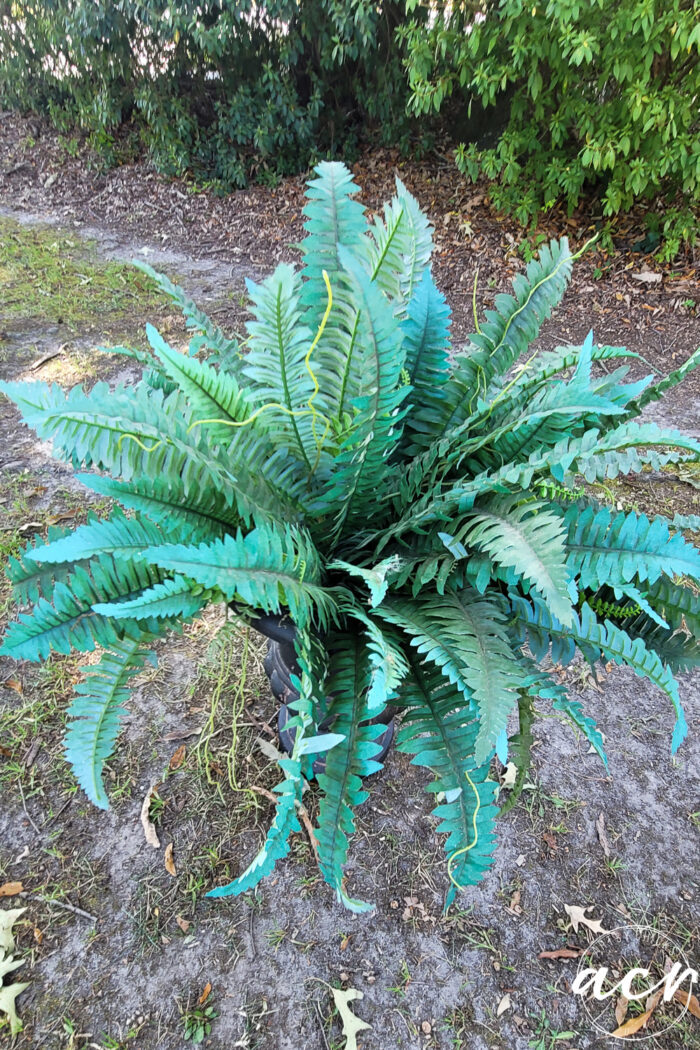 green fern with faded edges