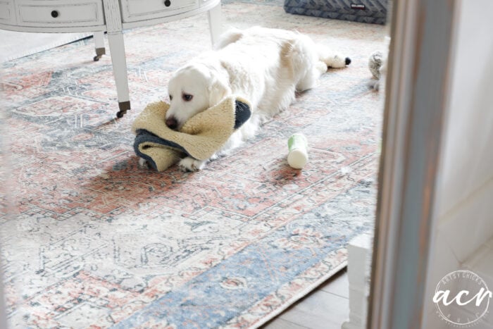 white dog on colorful rug