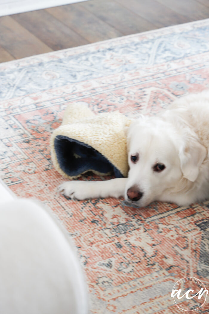 white dog on rug