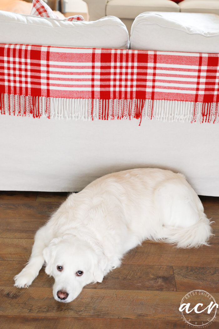 red and white plaid blanket over couch with white dog on floor