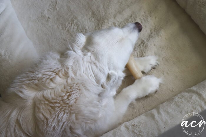 white fluffy dog with a bone in his bed