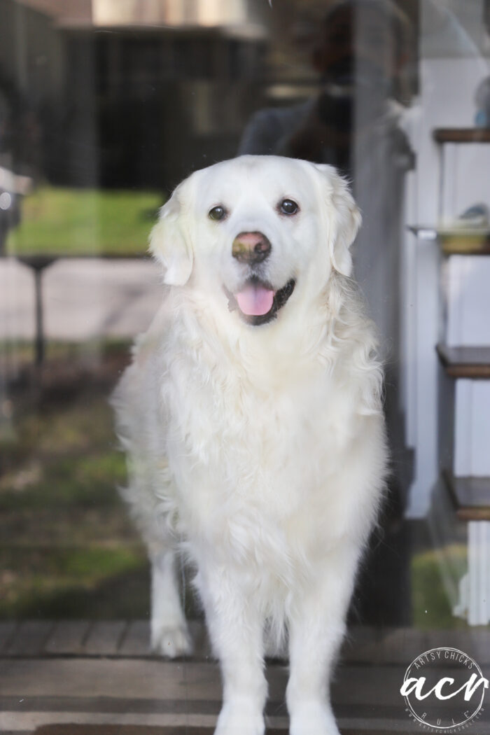 прелепи бели пас на стакленим вратима гледа напоље