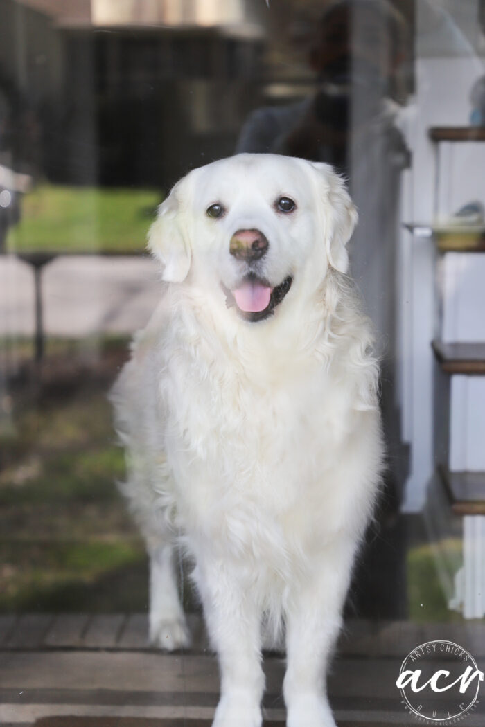 pretty white dog at glass door looking out