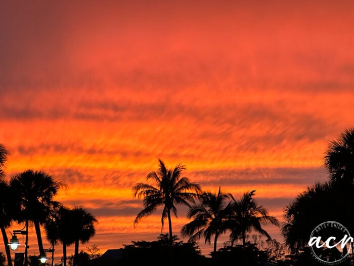 burnt orange skies with palm trees