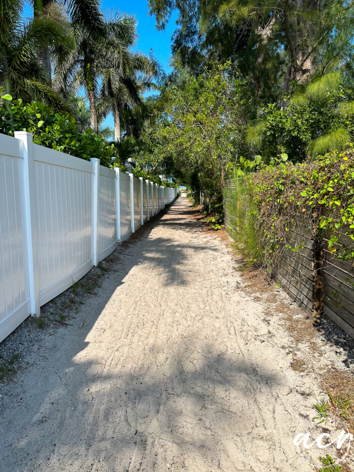 palm tree lined walk way to beach