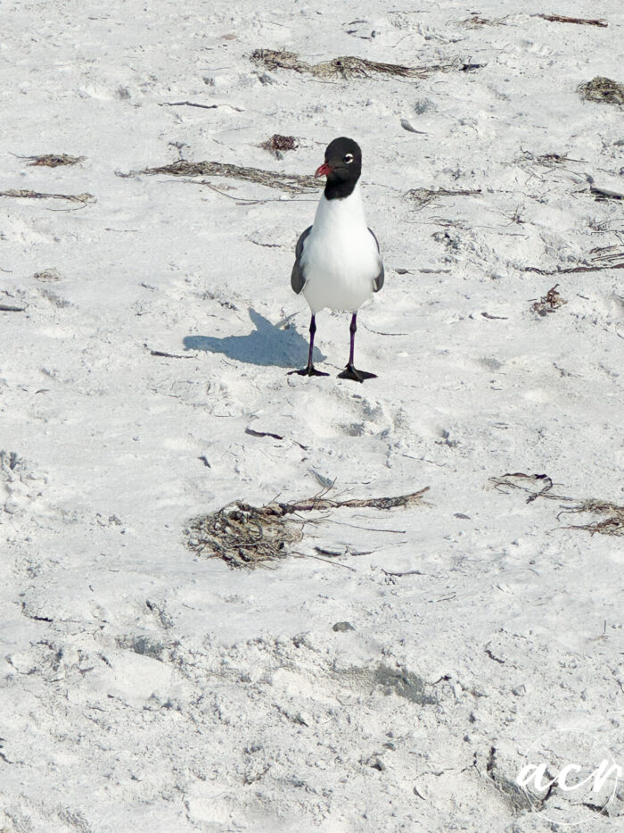 beach bird and sand