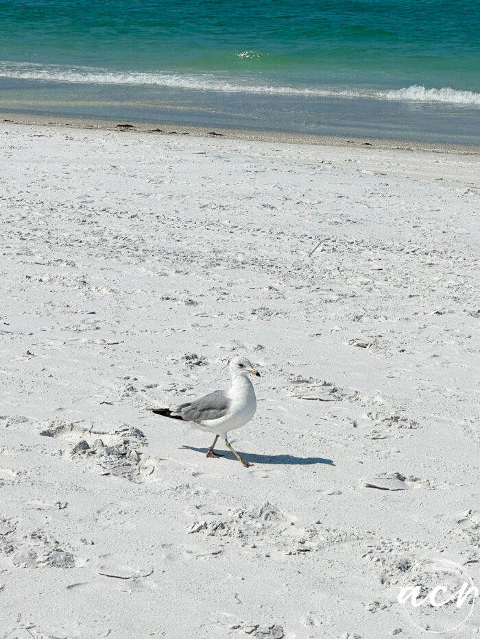 white powdery sand and seagull