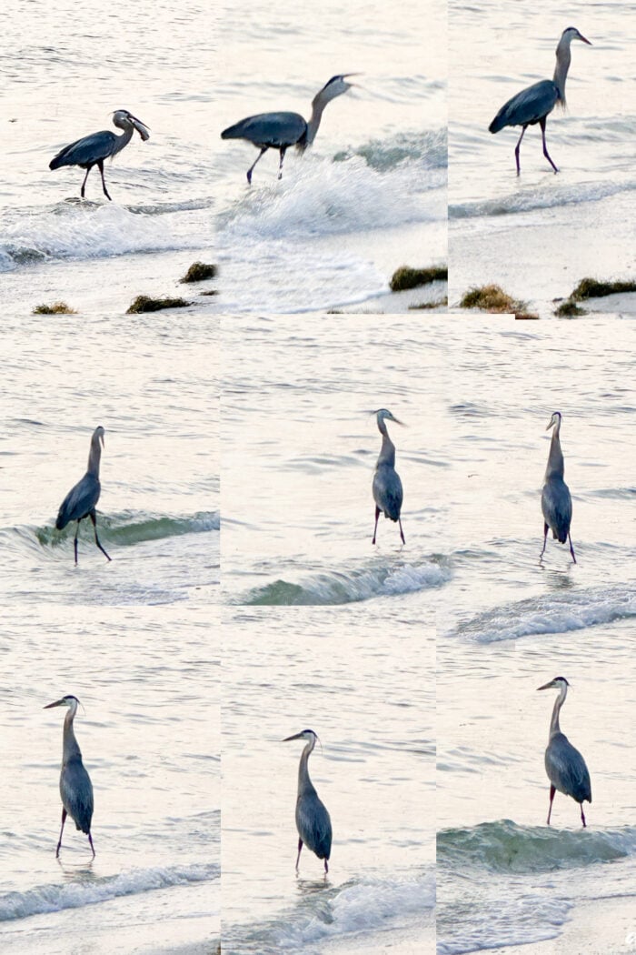 heron eating a fish photo collage