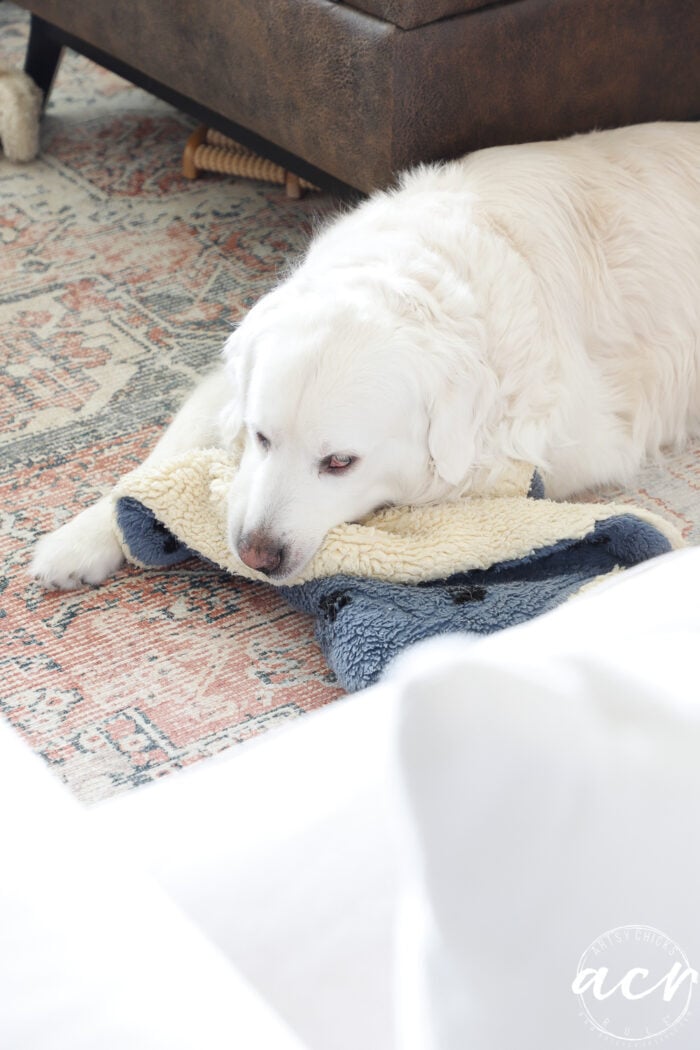 white dog almost sleeping on rug