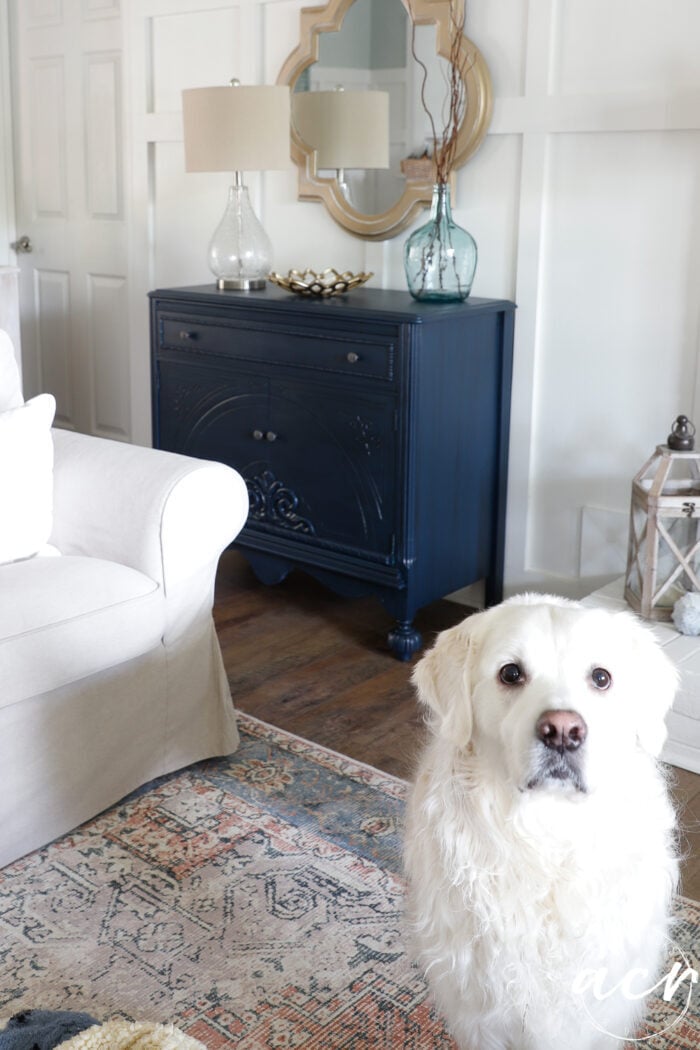 blue cabinet with decor, tan couch, colorful rug and white dog looking at camera